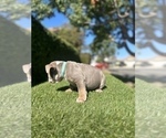 Small #15 English Bulldog