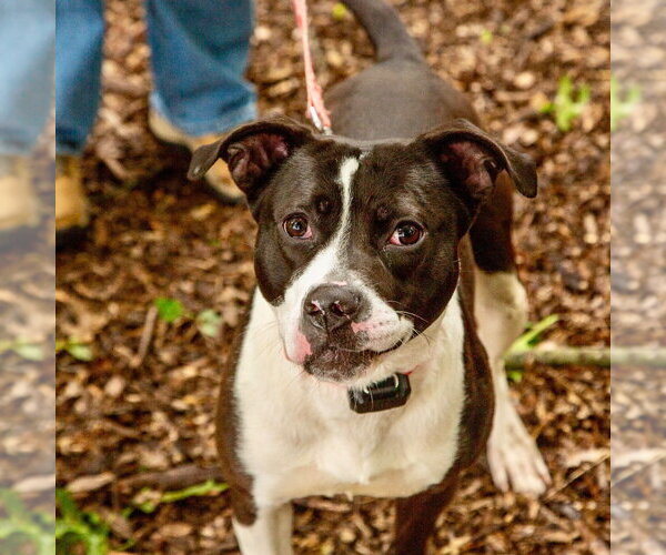 Medium Photo #15 Mutt Puppy For Sale in Canton, CT, USA