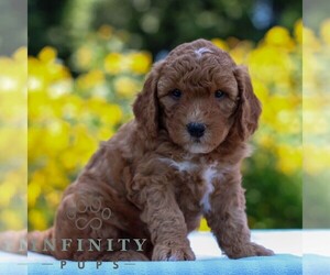 Goldendoodle (Miniature) Puppy for sale in LITITZ, PA, USA