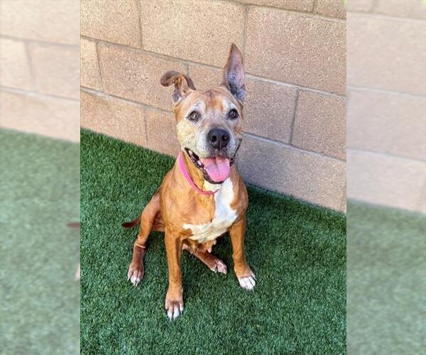 Medium Photo #2 American Pit Bull Terrier-Unknown Mix Puppy For Sale in Moreno Valley, CA, USA