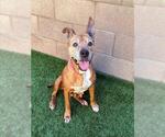 Small #1 American Pit Bull Terrier Mix