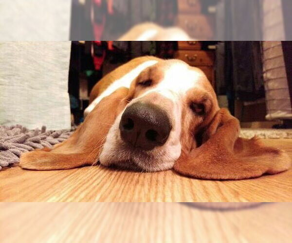 Medium Photo #7 Basset Hound Puppy For Sale in Carrollton, TX, USA