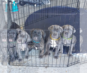 Cane Corso Litter for sale in TEMECULA, CA, USA