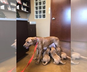 Mother of the Labrador Retriever puppies born on 05/17/2019