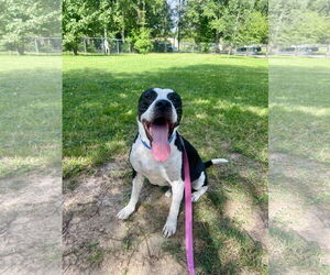 Labrador Retriever-Unknown Mix Dogs for adoption in The Woodlands, TX, USA