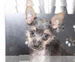 Small Photo #1 Chorkie Puppy For Sale in MARIETTA, GA, USA