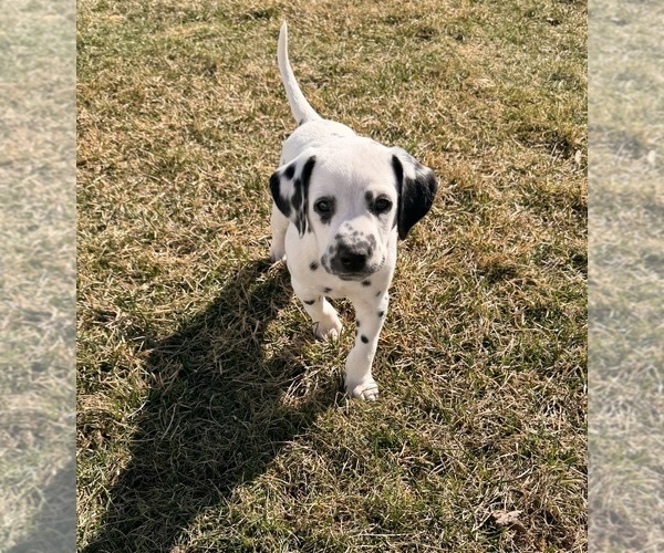 Medium Photo #10 Dalmatian Puppy For Sale in ADDISON, IL, USA