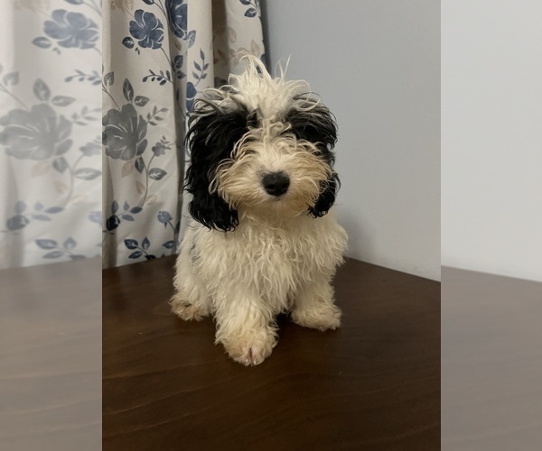 Medium Photo #31 Cavapoo-Poodle (Miniature) Mix Puppy For Sale in DURHAM, CT, USA