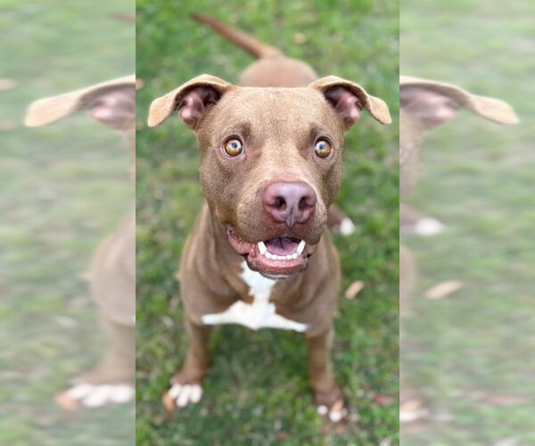 Medium Photo #1 Staffordshire Bull Terrier-Unknown Mix Puppy For Sale in Texas City, TX, USA