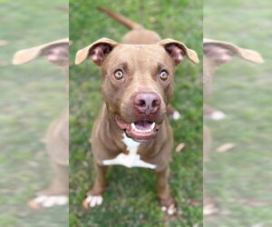 Staffordshire Bull Terrier-Unknown Mix Dogs for adoption in Texas City, TX, USA