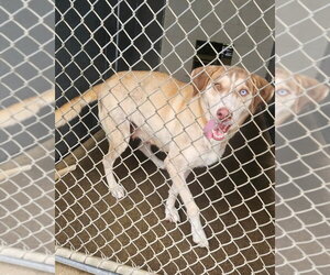 Labsky Dogs for adoption in Maryville, TN, USA