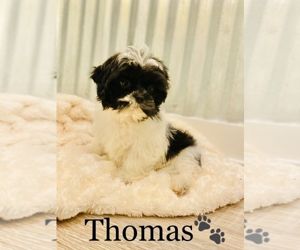 Medium Photo #4 Shih Tzu Puppy For Sale in COOKEVILLE, TN, USA