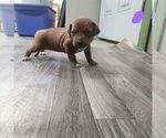 Puppy Purple Girl Rhodesian Ridgeback
