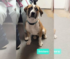 Snickers - Male Boxer-Unknown Mix Dog for Adoption - Photo #3