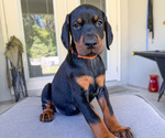 Small #2 Doberman Pinscher