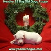 Small Photo #79 Dogo Argentino Puppy For Sale in JANE, MO, USA