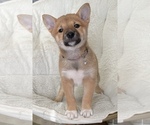 Small Photo #4 Shiba Inu Puppy For Sale in PANORAMA VILLAGE, TX, USA
