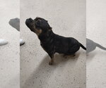 Small #1 Mutt