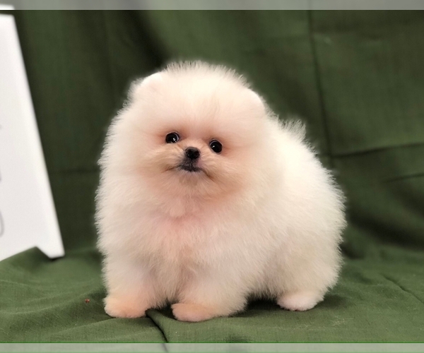 Medium Photo #8 Pomeranian Puppy For Sale in CHICAGO, IL, USA