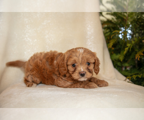 Medium Photo #3 Cavapoo (Miniature) Puppy For Sale in LEOLA, PA, USA