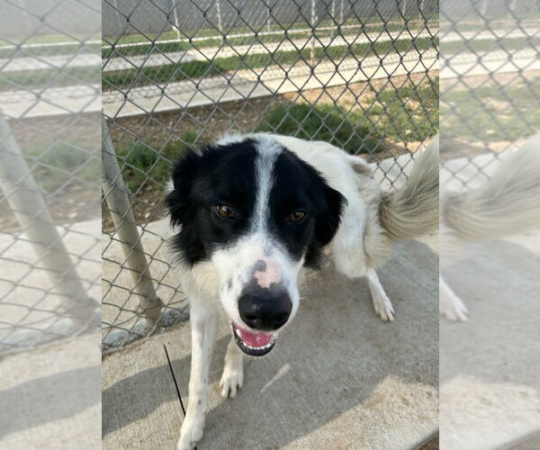 Medium Photo #2 English Shepherd-Unknown Mix Puppy For Sale in Pierceton , IN, USA