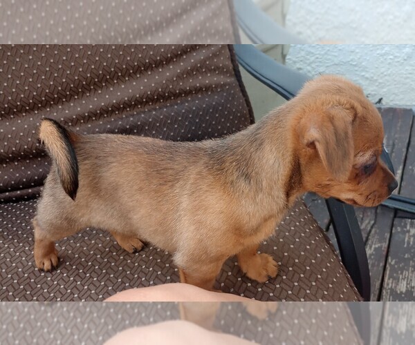 Medium Photo #5 Chorkie Puppy For Sale in DAYTON, OH, USA