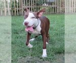 Small #4 American Pit Bull Terrier Mix