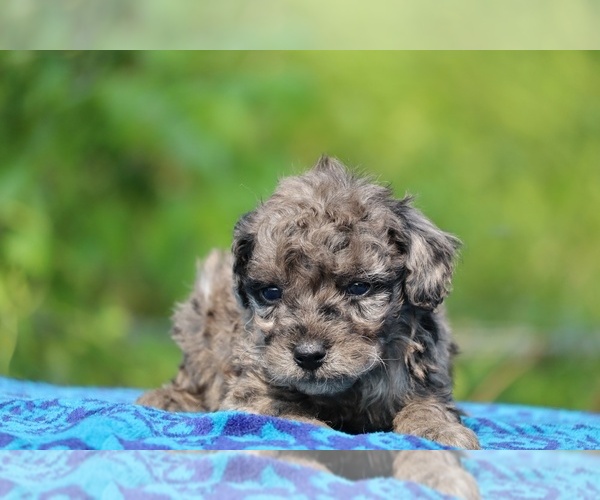Medium Photo #6 Poodle (Toy) Puppy For Sale in DYERSBURG, TN, USA