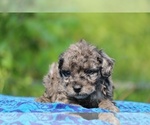 Small #5 Poodle (Toy)