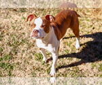 Small #1 Boston Terrier Mix