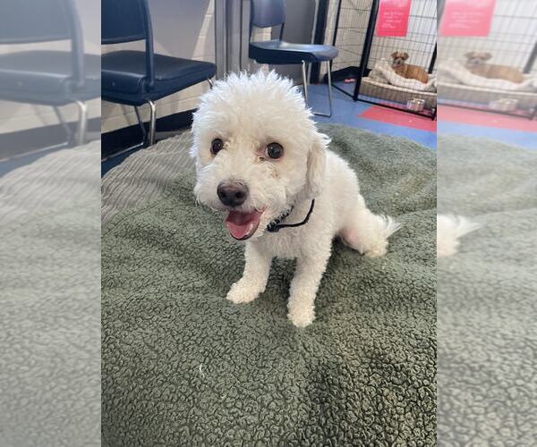 Medium Photo #1 Maltipoo Puppy For Sale in Tempe , AZ, USA