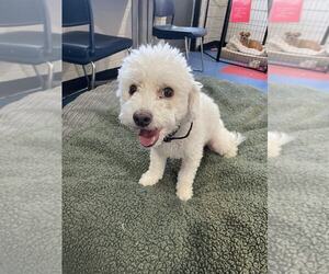Maltipoo Dogs for adoption in Tempe , AZ, USA
