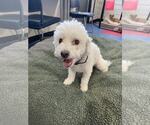 Small Maltipoo