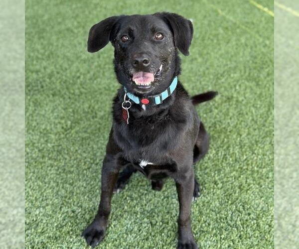 Medium Photo #11 Labrador Retriever-Unknown Mix Puppy For Sale in San Diego, CA, USA