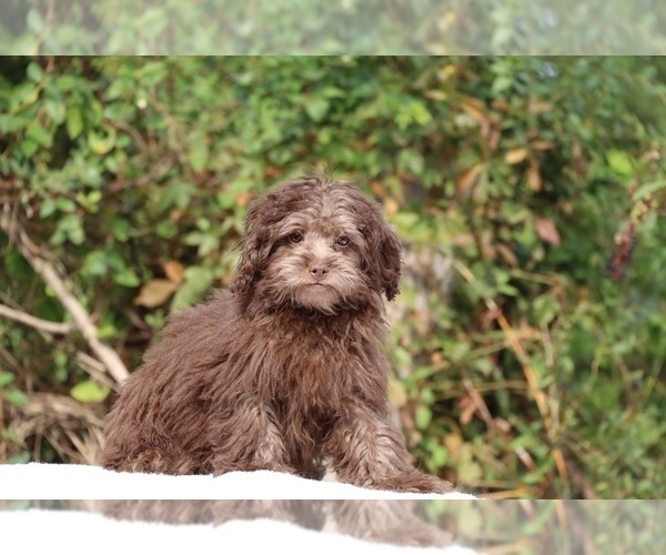 Medium Photo #18 ShihPoo Puppy For Sale in DYERSBURG, TN, USA