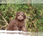 Small #17 ShihPoo