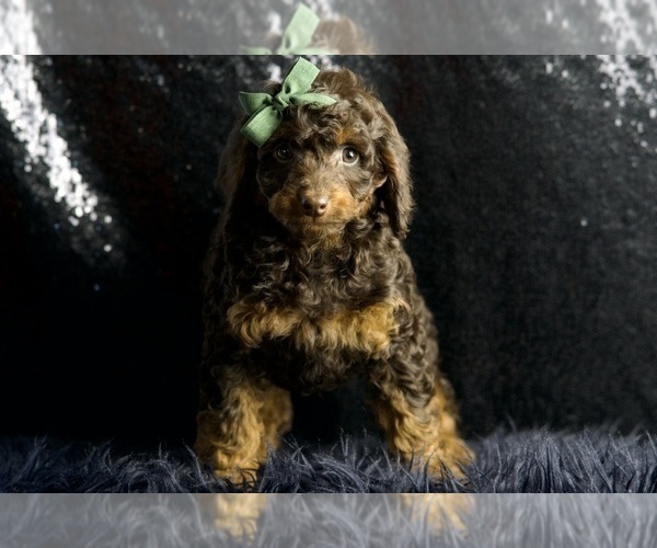 Medium Photo #91 Cavapoo Puppy For Sale in WARSAW, IN, USA