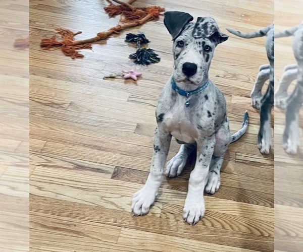 Medium Photo #1 Great Dane Puppy For Sale in HEBRON, CT, USA