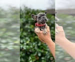 Small French Bulldog
