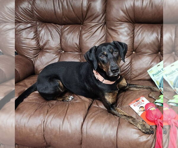 Medium Photo #9 Mutt Puppy For Sale in Fargo, ND, USA