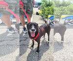 Small #4 Mutt