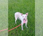 Small #1 Mutt