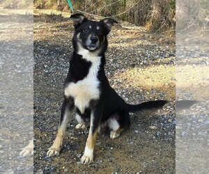 Australian Shepherd-Unknown Mix Dogs for adoption in Wetumpka, AL, USA