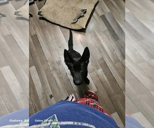 German Shepherd Dog Puppy for sale in SPANAWAY, WA, USA