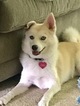 Small Photo #1 Pomsky Puppy For Sale in CENTERVILLE, OH, USA