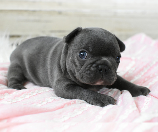 Medium Photo #5 French Bulldog Puppy For Sale in HOLDEN, MO, USA