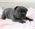 Small Photo #5 French Bulldog Puppy For Sale in HOLDEN, MO, USA