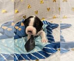 Small Photo #11 Boston Terrier Puppy For Sale in MONTVILLE, OH, USA