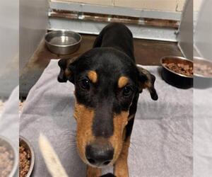 Mutt Dogs for adoption in Conroe, TX, USA