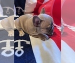 Small Photo #15 French Bulldog Puppy For Sale in AVON PARK, FL, USA